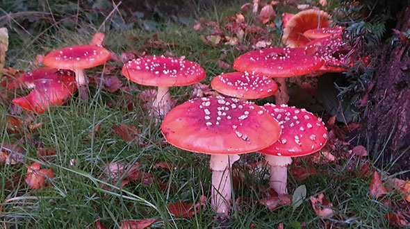Najaar in de tuin