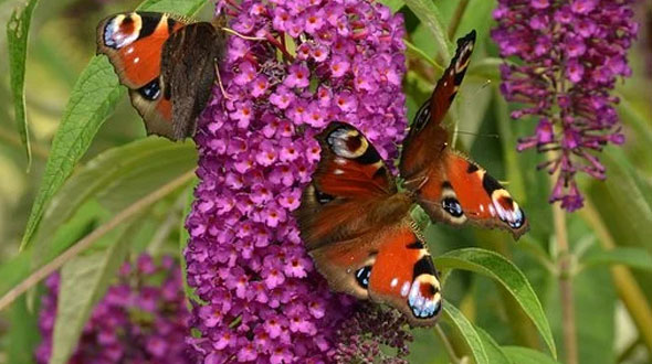 Zomer in de tuin