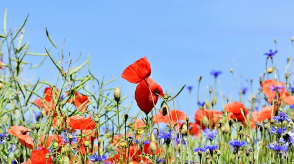 Hoe veilig is jouw tuin?