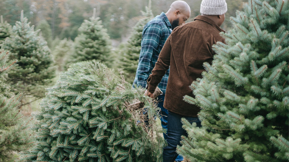 Wat kies jij: een echte of een neppe kerstboom?