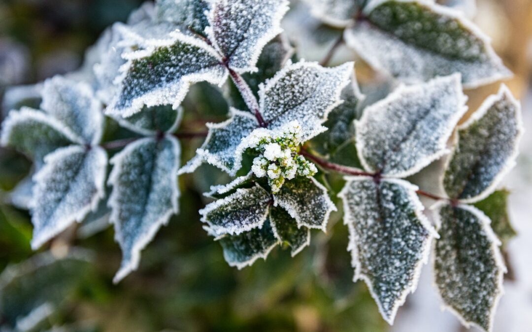 Het hele jaar een groene tuin: deze planten zijn winterhard