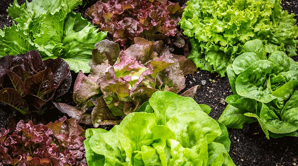 Doen! Maak je eigen moestuin