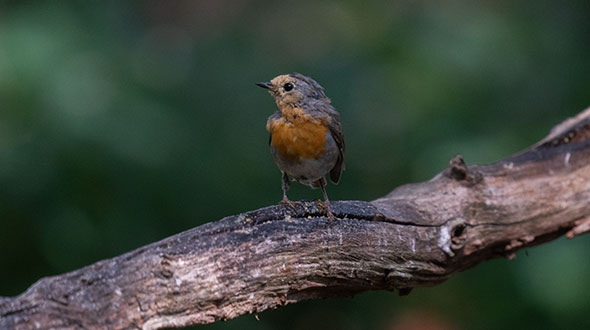 Geniet van je tuin in het najaar