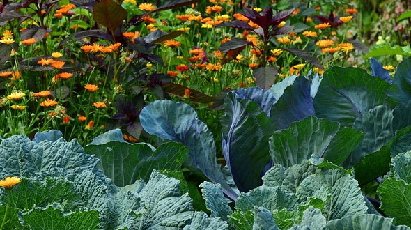 De moestuin in het najaar