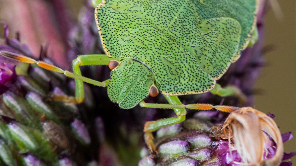 Natuurlijke tuinierstips